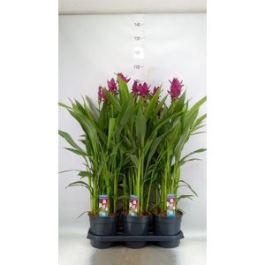 Curcuma ...