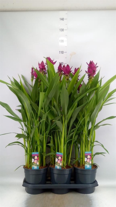 <h4>Curcuma   ...</h4>