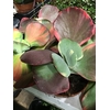 Kalanchoe Thyrsiflora Potcover