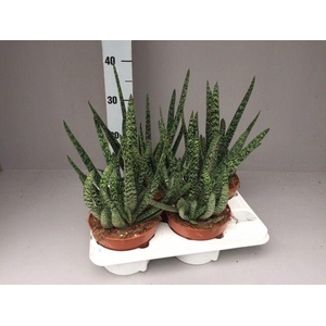 Gasteria