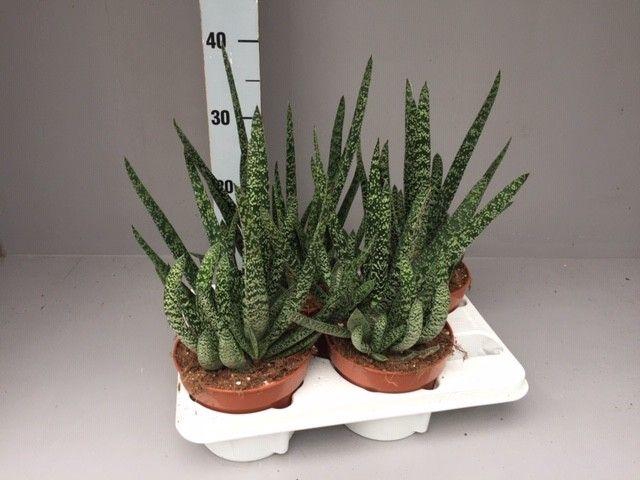<h4>Gasteria verrucosa</h4>