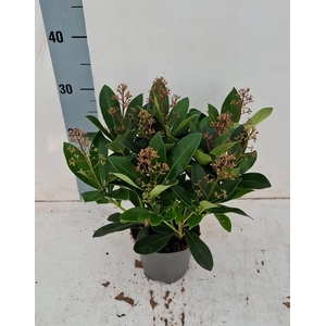 Rubella 13 cm 10-14 bloem