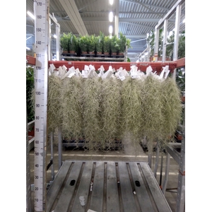 Tillandsia usneoides