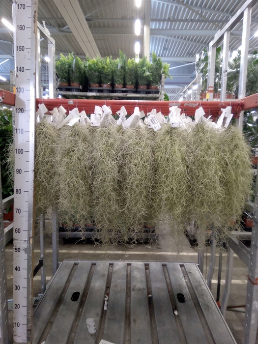 <h4>Tillandsia usneoides</h4>