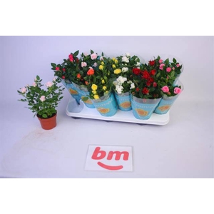 ROSA BEAU MONDE MIX