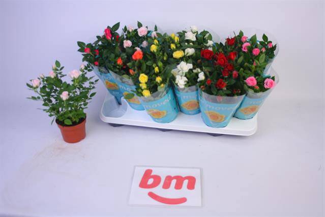 <h4>ROSA BEAU MONDE MIX</h4>