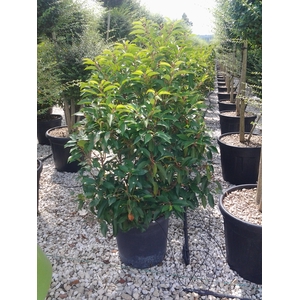 Prunus lusitanica
