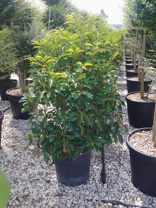 <h4>Prunus lusitanica</h4>