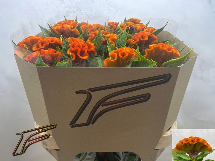 <h4>CEL C INDIAN SUMMER</h4>