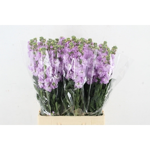 MATTHIOLA IRON LAVANDER