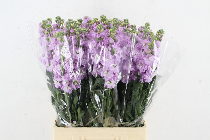 <h4>MATTHIOLA IRON LAVANDER</h4>