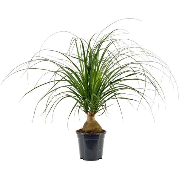<h4>Beaucarnea bol 17 cm</h4>