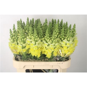 Antirrhinum Nl. Yellow Legend