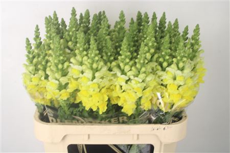 <h4>Antirrhinum Nl. Yellow Legend</h4>