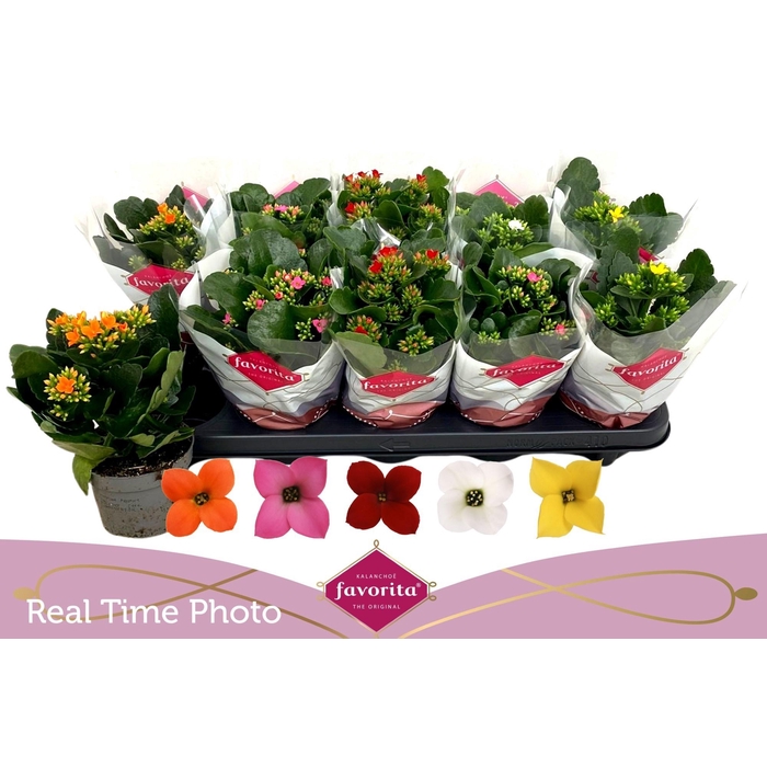 <h4>KAL EN GEM 6 KL</h4>