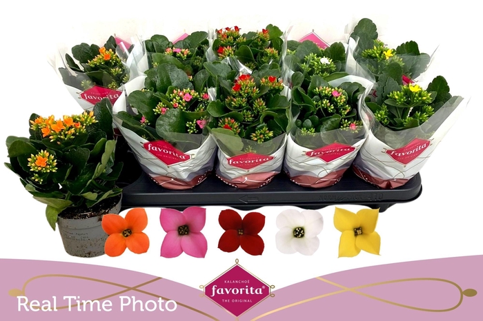 <h4>KAL EN GEM 6 KL</h4>