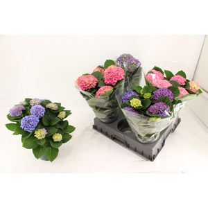 HYDR M MAG REVOLUTIO