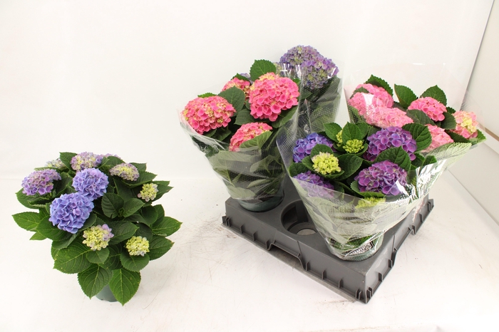 <h4>HYDR M MAG REVOLUTIO</h4>