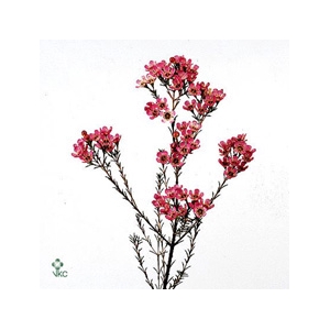 Chamelaucium 'Painted Lady'