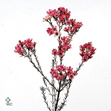 <h4>Chamelaucium 'Painted Lady'</h4>