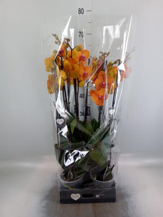 <h4>Phalaenopsis 'Ant Bologna'</h4>
