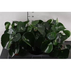 Peperomia 15 Cm. P. Polybotrya Raindrop