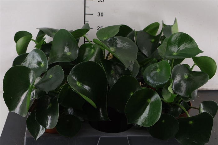 <h4>Peperomia 15 Cm. P. Polybotrya Raindrop</h4>