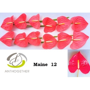 Anthurium andr. 'Maine'