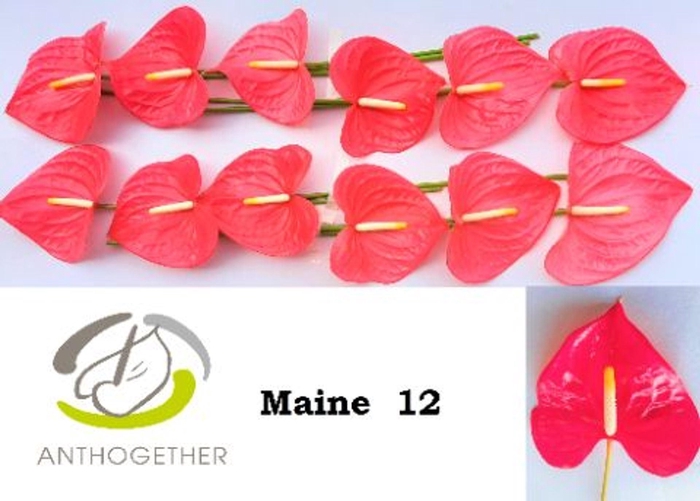 <h4>Anthurium andr. 'Maine'</h4>
