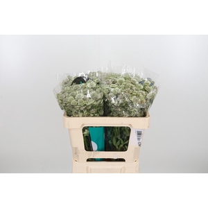 Astr Billion Star Xl