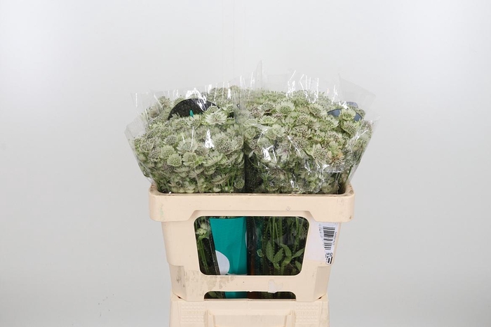 <h4>Astr Billion Star Xl</h4>