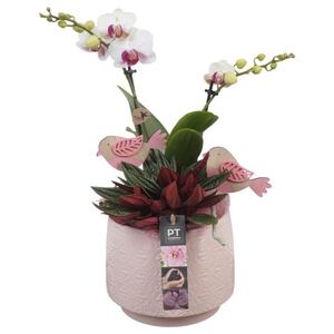 PTIB6327 Arrangementen kamerplanten