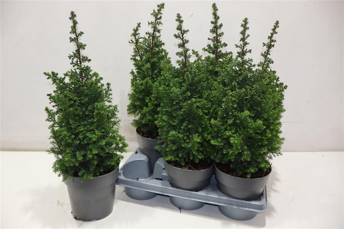 <h4>Cham Th Top Point</h4>