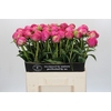 Paeonia Glory Hallelujah