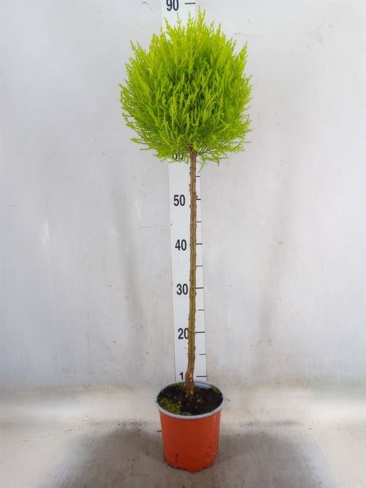 <h4>Cupressus macro. 'Goldcrest' .shape</h4>