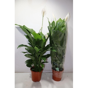 Spath Sweet Lauretta