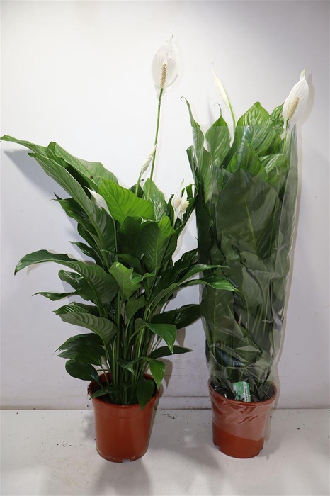 <h4>Spath Sweet Lauretta</h4>