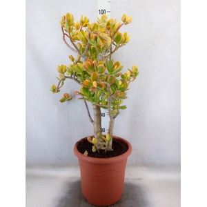 Crassula ovata 'Sunset'