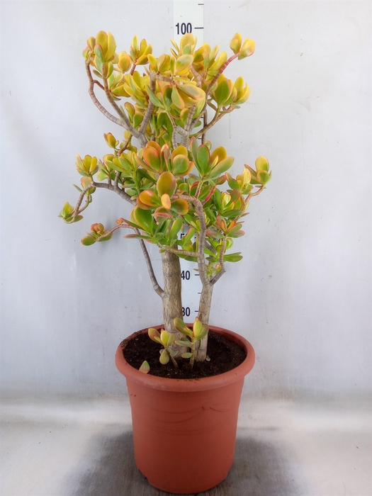 <h4>Crassula ovata 'Sunset'</h4>