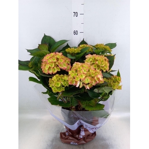 Hydrangea mac. 'Sweet Dreams'