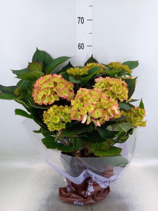 <h4>Hydrangea mac. 'Sweet Dreams'</h4>