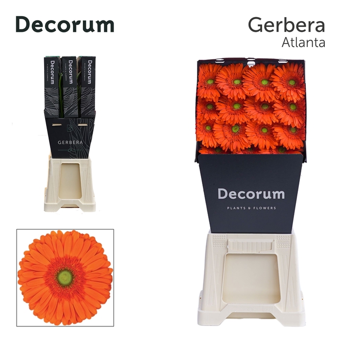 <h4>Gerbera Atlanta Diamond per kaart</h4>