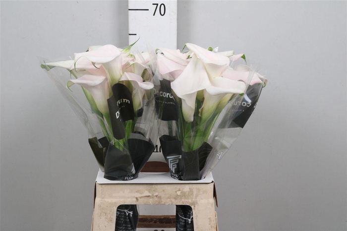 <h4>Zant Sweet Art</h4>