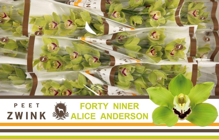 <h4>CYMB T ALI ANDERSON</h4>