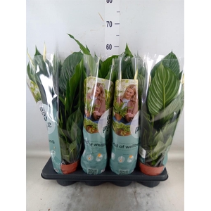 Spathiphyllum  'Pico Cupido'