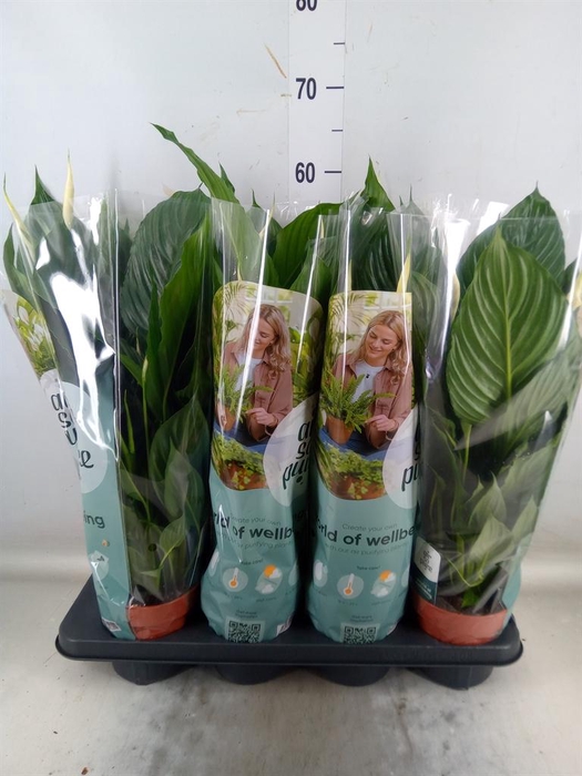 <h4>Spathiphyllum 'Pico Cupido'</h4>