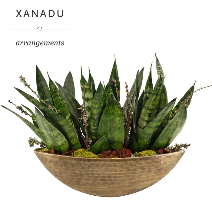 <h4>Xanadu Nashville</h4>