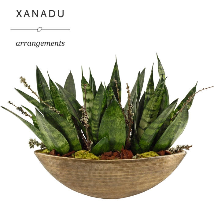 <h4>Xanadu Nashville</h4>