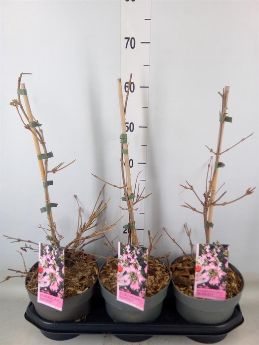 <h4>Viburnum plicatum</h4>