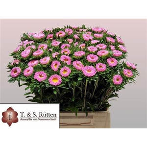 Callis Mats Pink